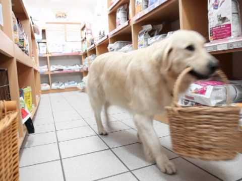 Múdry pes na nákupe